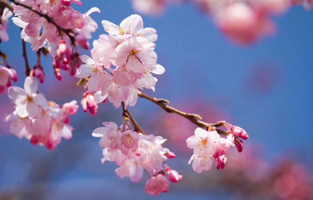 Gloomed blossom tree in a garden.