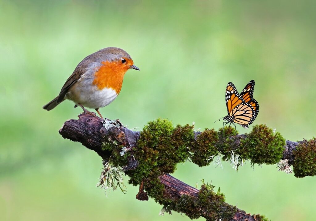 Bird and a butterfly on a branch.