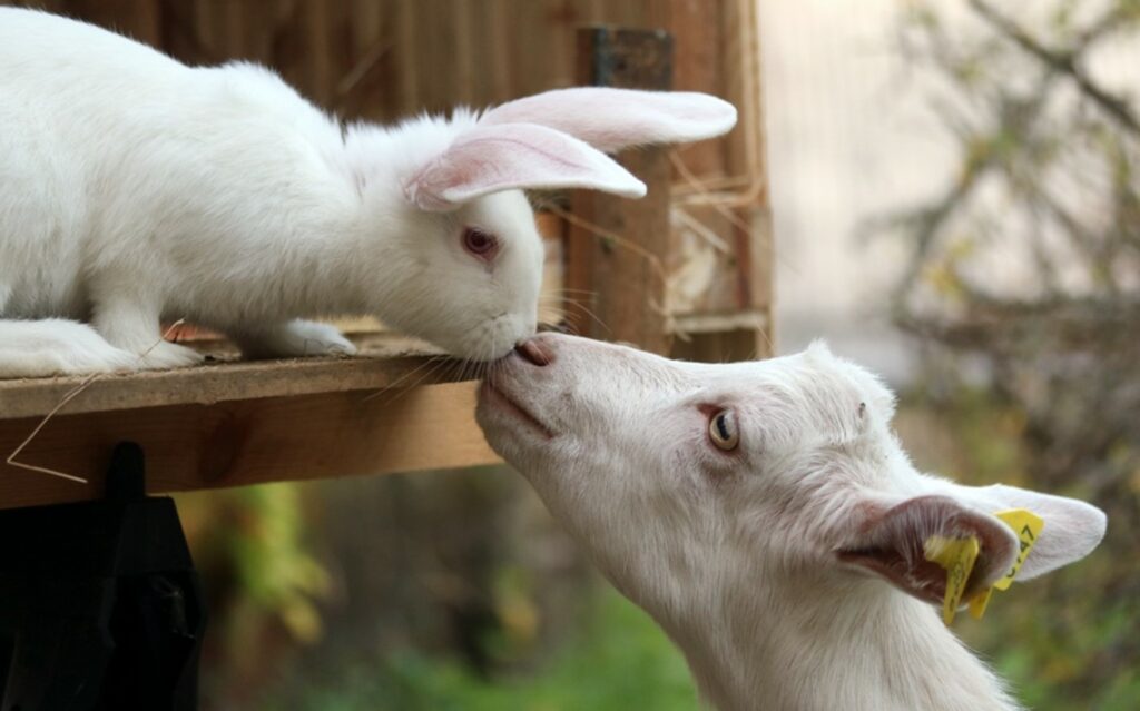 Bunny and goat in a farm.