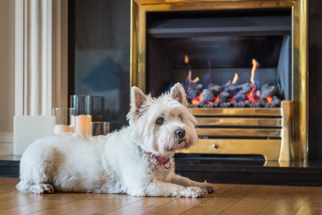 Little dog lying in front of a burning fireplace. 