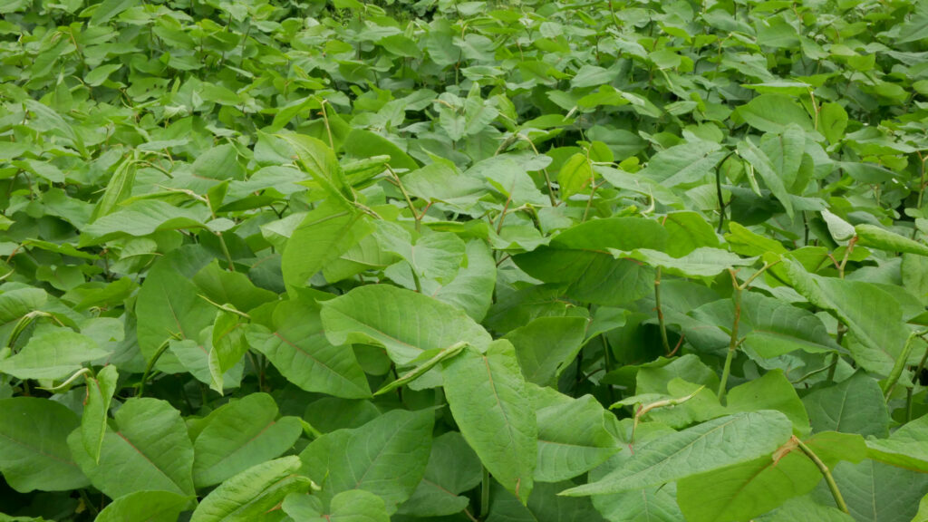 Japanese Knotweed