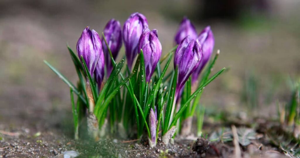 Garden Flowers