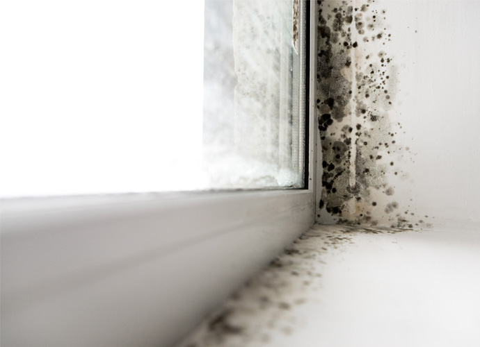 Black mold on window sills in a rental property. 