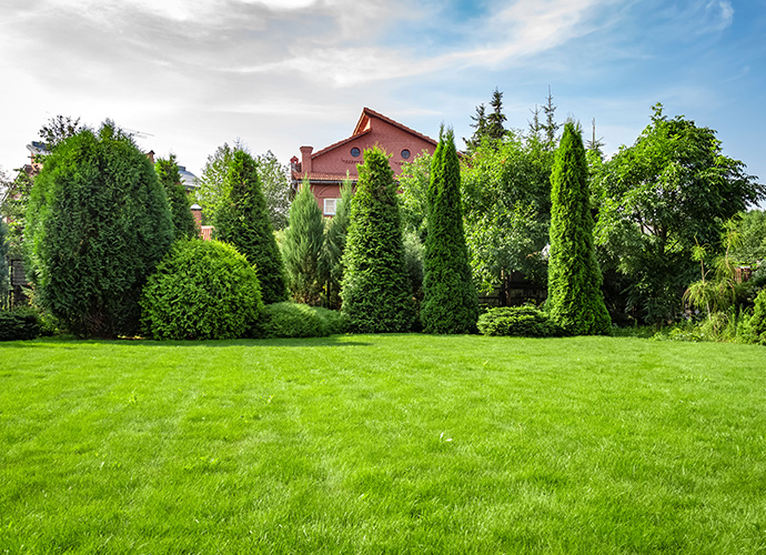 garden with trees and bushes 