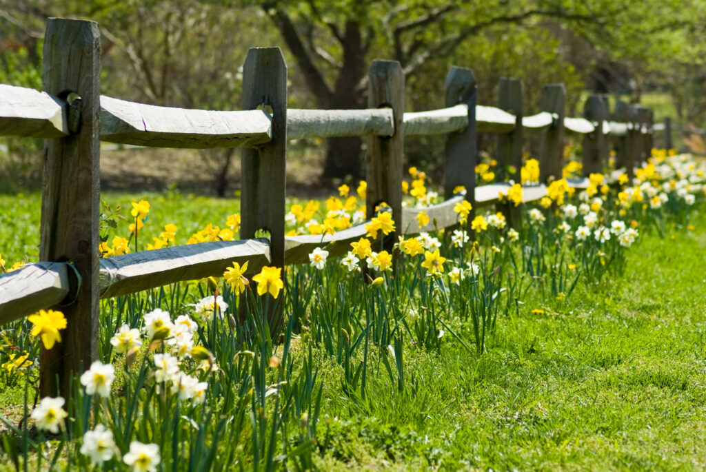 Daffodils in Spring by a fence in a field.
